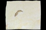 Detailed, Fossil Shrimp - Solnhofen Limestone #108910-1
